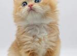 Leo - British Shorthair Cat For Sale - Atlanta&comma; GA&comma; US