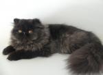 Sultan - Persian Cat For Sale - Yucca Valley&comma; CA&comma; US