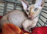 Mi Amore Sphynx Alf - Bambino Cat For Sale - Mundelein&comma; IL&comma; US