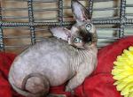 Mi Amore Sphynx Amber - Bambino Cat For Sale - Mundelein&comma; IL&comma; US