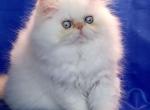 Luna - Exotic Cat For Sale - Brooklyn&comma; NY&comma; US