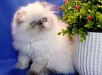 Patty - Exotic Cat For Sale - Brooklyn&comma; NY&comma; US