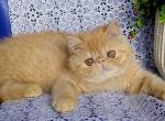 Luisa - Exotic Cat For Sale - Brooklyn&comma; NY&comma; US