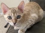 Venus - Bengal Cat For Sale - Carrollton&comma; TX&comma; US