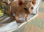 Ziggy    BAMBINO - Bambino Cat For Sale - FL&comma; US