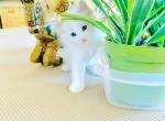 Millies Ragdolls - Ragdoll Cat For Sale - Los Angeles, CA, US
