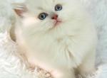 Fawn mink male - Ragdoll Cat For Sale - Farmville&comma; VA&comma; US