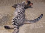F3 Silver Savannah Male Kitten Available Now - Savannah Cat For Sale - New Holland&comma; PA&comma; US