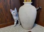 Savannah F3 Snow female kitten available now - Savannah Cat For Sale - New Holland&comma; PA&comma; US