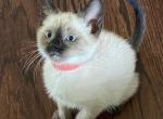 Bruiser - Siamese Cat For Sale - Winder&comma; GA&comma; US
