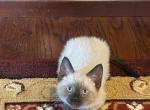 Piggy - Siamese Cat For Sale - Winder&comma; GA&comma; US