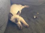 Jellybean - Siamese Cat For Sale - Winder&comma; GA&comma; US