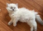 Cottonmouth - Himalayan Cat For Sale - Farmington&comma; MI&comma; US