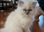 Krumblore - Himalayan Cat For Sale - Farmington&comma; MI&comma; US