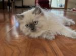 Ganon - Himalayan Cat For Sale - Farmington&comma; MI&comma; US