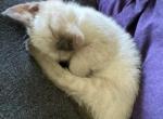 Noodle - Siamese Cat For Sale - Winder&comma; GA&comma; US