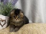 Ewok - Scottish Fold Cat For Sale - Houston&comma; TX&comma; US
