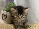 Latte - Scottish Straight Cat For Sale - Houston&comma; TX&comma; US