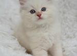 Cinnamon mink lynx - Ragdoll Cat For Sale - Farmville&comma; VA&comma; US
