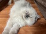 Cringles - Himalayan Cat For Sale - Farmington&comma; MI&comma; US