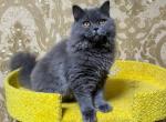 Albus - British Shorthair Cat For Sale - Brooklyn&comma; NY&comma; US