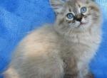 Bruno - Siberian Cat For Sale - Brooklyn&comma; NY&comma; US
