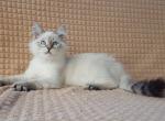 Winsent - Siberian Cat For Sale - Brooklyn&comma; NY&comma; US