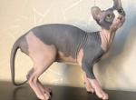 Cleopatra - Sphynx Cat For Sale - Brooklyn&comma; NY&comma; US