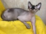 Zorro - Sphynx Cat For Sale - Brooklyn&comma; NY&comma; US