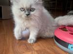 Wimbleton - Himalayan Cat For Sale - Farmington&comma; MI&comma; US