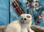Milo - Scottish Fold Cat For Sale - Renton&comma; WA&comma; US
