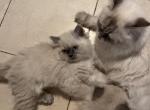 Grumbo - Himalayan Cat For Sale - Farmington&comma; MI&comma; US