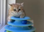 Oliver British Shorthair - British Shorthair Cat For Sale - Sacramento&comma; CA&comma; US