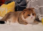 Alfred - Scottish Fold Cat For Sale - Levittown&comma; PA&comma; US