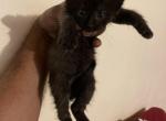 Onyx - Domestic Cat For Sale - Bronx&comma; NY&comma; US