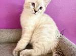 Ragdoll Bengal hybrids - Ragdoll Cat For Sale - Crestview&comma; FL&comma; US