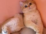 Prince - British Shorthair Cat For Sale - Glendale&comma; CA&comma; US