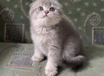 Maison - Scottish Fold Cat For Sale - Glendale&comma; CA&comma; US