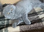 Nona - Scottish Fold Cat For Sale - Glendale&comma; CA&comma; US