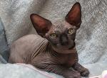 Mi Amore Sphinx Archie - Sphynx Cat For Sale - Mundelein&comma; IL&comma; US