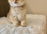 Lisa - Scottish Fold Cat For Sale - Brooklyn&comma; NY&comma; US