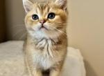 Michael - Scottish Straight Cat For Sale - Brooklyn&comma; NY&comma; US