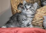 One male available - Siberian Cat For Sale - Somerset&comma; NJ&comma; US