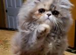 Anastasia - Persian Cat For Sale - Muscle Shoals&comma; AL&comma; US