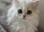 Muffin - Scottish Straight Cat For Sale - Sunnyvale&comma; CA&comma; US