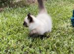 Munchkin Male Color Point Romeo - Munchkin Cat For Sale - West Palm Beach&comma; FL&comma; US