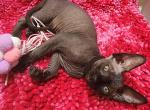 Mi Amore Sphinx  An Luna - Sphynx Cat For Sale - Mundelein&comma; IL&comma; US