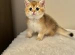 Monica - Scottish Straight Cat For Sale - Brooklyn&comma; NY&comma; US