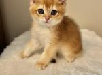 Leo - Scottish Straight Cat For Sale - Brooklyn&comma; NY&comma; US