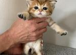 Scottish Fold Golden Ticked Boy Gabriel - Scottish Fold Cat For Sale - Odessa&comma; FL&comma; US